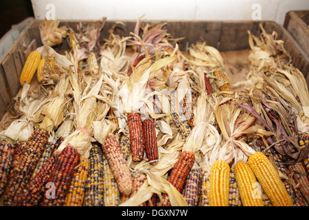 String Corn Together strung together Stock Photo - Alamy