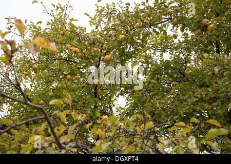 Old apple tree from abandoned orchard Stock Photo