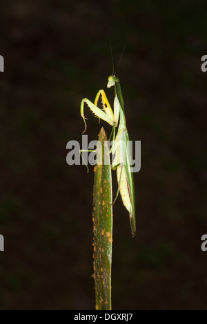Peruvian Shield Mantis (Choeradodis rhombicollis) in praying position on leaf Stock Photo