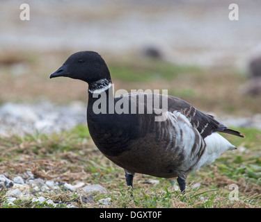 Black Brant or Brent Goose (Branta bernicla nigricans) Stock Photo
