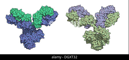 IgG1 monoclonal antibody (immunoglobulin). Play essential role in ...