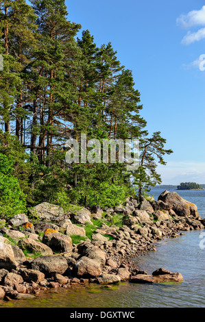 Pine forest on stony islands in finland gulf Stock Photo