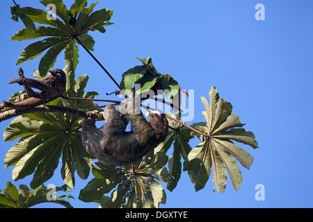 Wild sloth climbing up to the top of a Cecropia tree in rainforest. Brown-throated Three-toed Sloth (Bradypus variegatus) Stock Photo