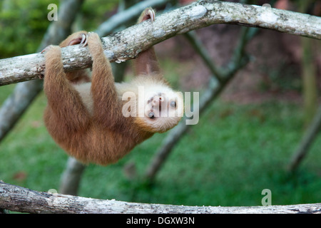 Hoffmann's Two-toed Sloth (Choloepus hoffmanni) orphan at the Sloth Sanctuary of Costa Rica, playing on tree branch jungle gym Stock Photo