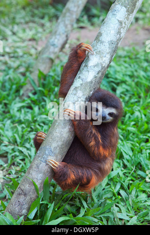 Brown-throated Three-toed Sloth (Bradypus variegatus) orphan climbing on a tree in play session at the Sloth Sanctuary of Costa Rica Stock Photo