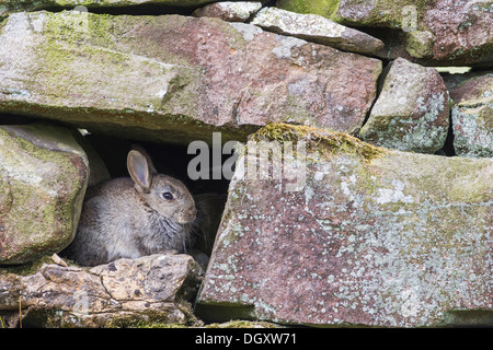 Wild young Rabbit (Oryctolagus cuniculus) sheltering / hiding in dry stone wall.  Yorkshire Dales, North Yorkshire, England, UK. Stock Photo