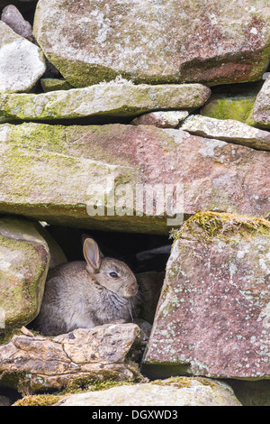 Wild young Rabbit (Oryctolagus cuniculus) sheltering / hiding in dry stone wall.  Yorkshire Dales, North Yorkshire, England, UK. Stock Photo