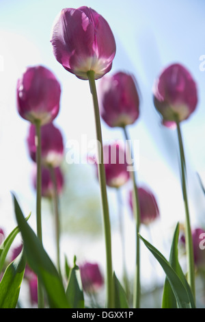 Purple tulips (Tulipa), Starnberg, Gauting, Upper Bavaria, Bavaria, Germany Stock Photo