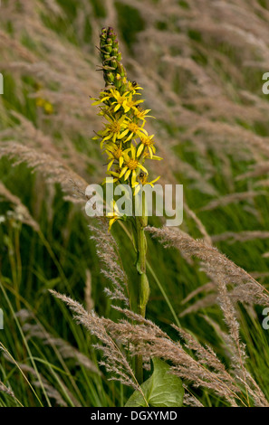 Siberian Ligularia, Ligularia sibirica in flower in the Auvergne, France. Stock Photo