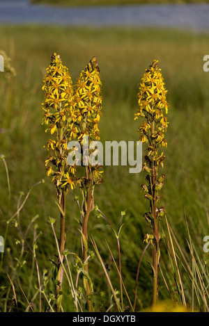 Siberian Ligularia, Ligularia sibirica in flower in the Auvergne, France. Stock Photo