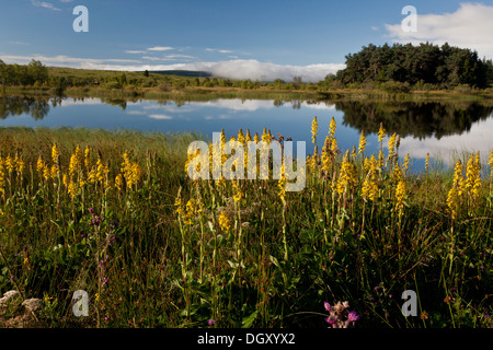 Siberian Ligularia, Ligularia sibirica in flower in the marshes around Lac de Bourdouze, in the Auvergne, France. Stock Photo