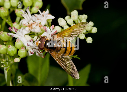 A large hoverfly, Volucella inanis, visiting dwarf elder flowers. Stock Photo