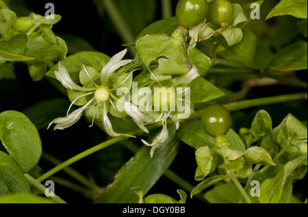 Berry catchfly, Silene baccifer = Cucubalus baccifer in flower and with developing fruits. Rare casual in UK. Stock Photo