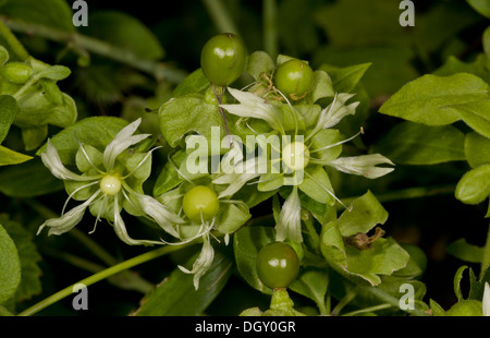 Berry catchfly, Silene baccifer = Cucubalus baccifer in flower and with developing fruits. Rare casual in UK. Stock Photo
