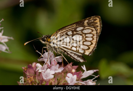 Large Chequered Skipper, Heteropterus morpheus, feeding on Marjoram, Auvergne, France. Stock Photo