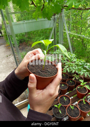 gardener growing own vegetables in greenhouse, holding seedling nurturing in pot Stock Photo