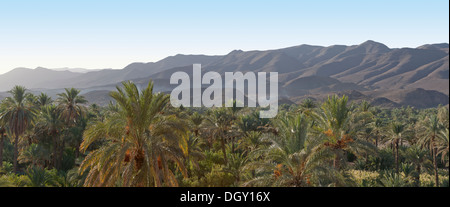 Panoramic shot of early morning mist clearing over the palmeries of the Draa Valley , southern Morocco, North Africa Stock Photo