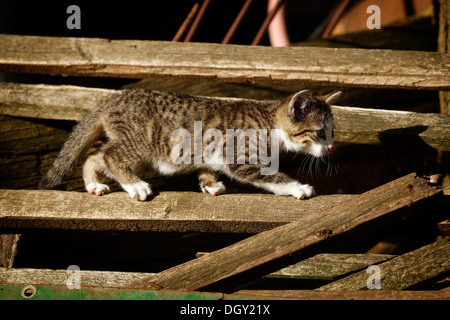 Tabby kitten, about 10 weeks, semi-feral village cat balancing on a gate Stock Photo