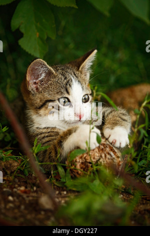 Brown tabby kitten, about 10 weeks, semi-feral village cat, lying on a tree trunk on the ground