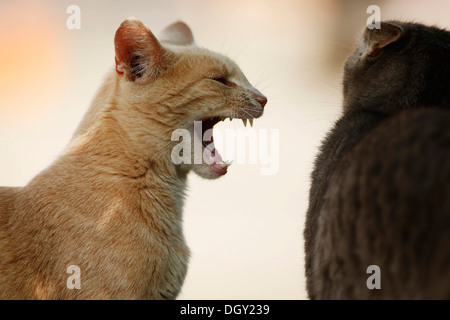 Two cats fighting, a red tabby cat hissing at a silver gray tabby cat Stock Photo