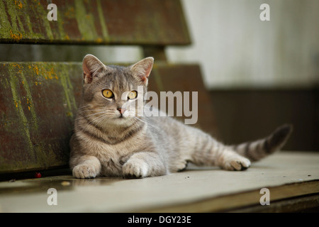 Semi-feral village cat, silver gray tabby, 8 months, lying on a bench Stock Photo