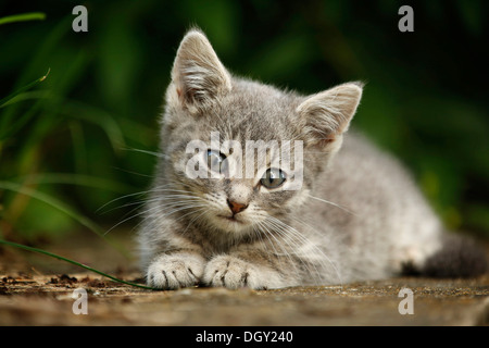 Silver gray tabby kitten, about 10 weeks, semi-feral village cat lying on a wall Stock Photo