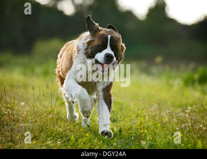 St. Bernard, male dog running across a meadow Stock Photo