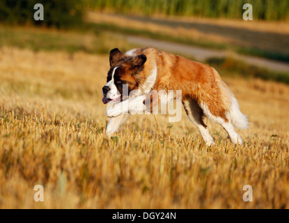 St. Bernard, male dog running across a stubble field Stock Photo