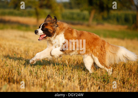 St. Bernard, male dog running across a stubble field Stock Photo