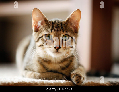 Brown tabby cat, 4 months, lying on a sofa Stock Photo