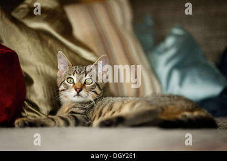 Brown tabby cat, 4 months, lying on a sofa Stock Photo