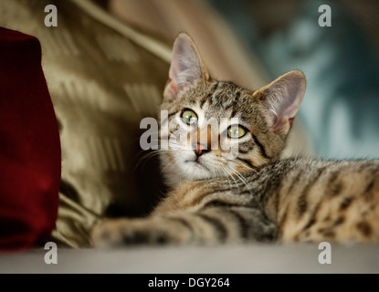 Brown tabby cat, 4 months, lying on a sofa Stock Photo