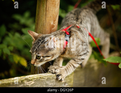 Cat balancing on wooden fence, black and white image Stock Photo - Alamy