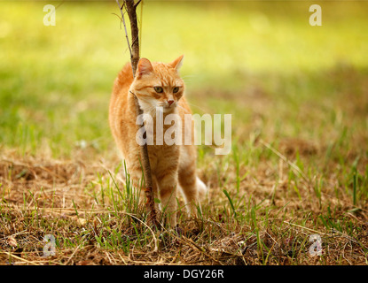 Red tabby cat rubbing itself against a bush on a meadow Stock Photo