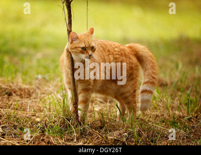 Red tabby cat rubbing itself against a bush on a meadow Stock Photo