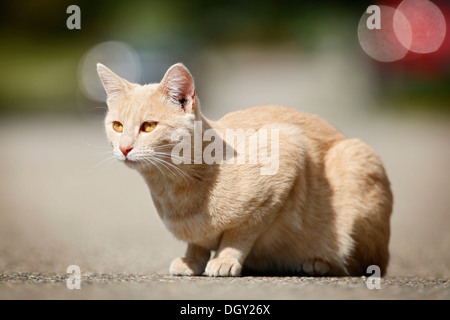 Light red tabby cat, lying on the road Stock Photo