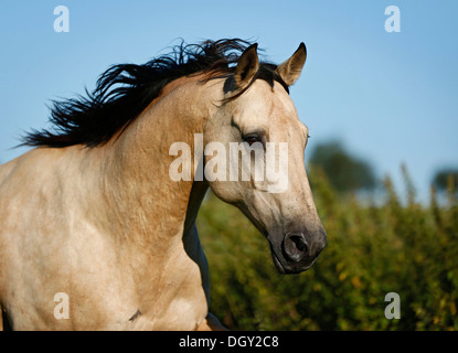 Quarter Horse, buckskin gelding, portrait in motion Stock Photo