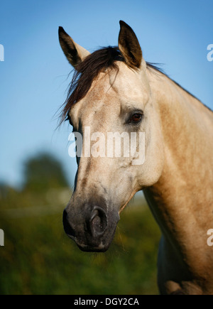 Quarter Horse, buckskin gelding, portrait Stock Photo