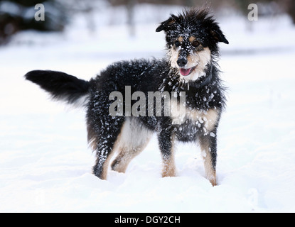Mixed-breed dog, Old German Sheepdog and Dachshund mix, standing in the snow, Satteldorf, Schwäbisch Hall, Baden-Württemberg Stock Photo