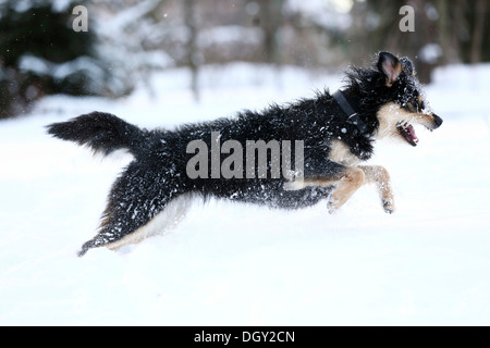 Mixed-breed dog, Old German Sheepdog and Dachshund mix, running through the snow, Satteldorf, Schwäbisch Hall Stock Photo