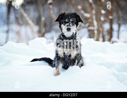 Mixed-breed dog, Old German Sheepdog and Dachshund mix, sitting in the snow, Satteldorf, Schwäbisch Hall, Baden-Württemberg Stock Photo