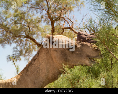 Head and neck shot of a dromedary camel eating from a tamarisk tree Morocco Stock Photo