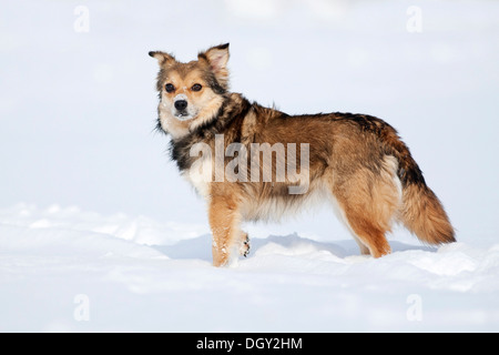 Brown mongrel dog standing in the snow, Crailsheim, Hohenlohe, Baden-Württemberg, Germany Stock Photo