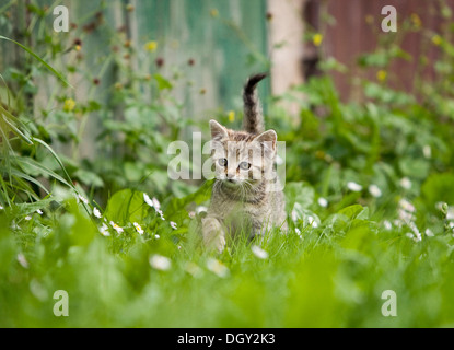 Brown-tabby kitten exploring a meadow next to a barn, Satteldorf, Hohelohe, Baden-Württemberg, Germany Stock Photo