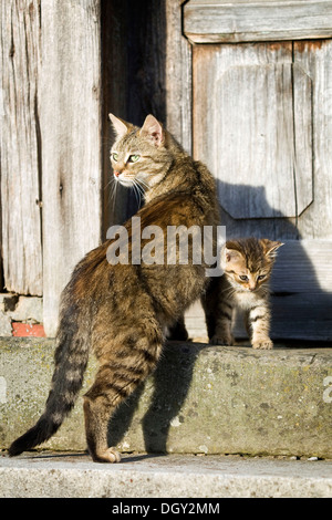 Brown tabby cat standing with her kitten in front of a wooden door on a step, Satteldorf, Hohenlohe, Baden-Württemberg, Germany Stock Photo
