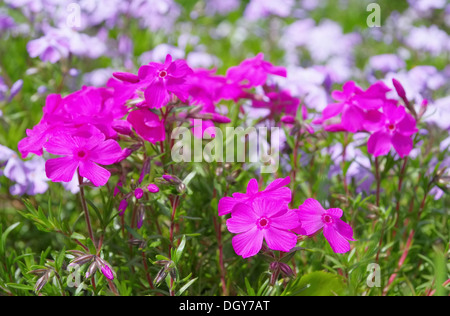 Polsterphlox - Moss Phlox 19 Stock Photo