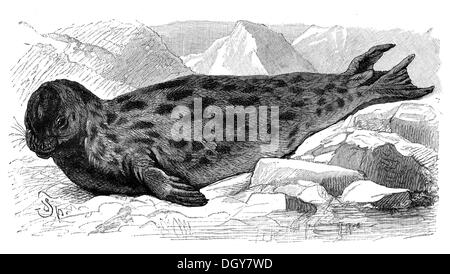 Hooded Seal (Cystophora cristata), an illustration from Meyers Konversationslexikon encyclopedia, 1897 Stock Photo