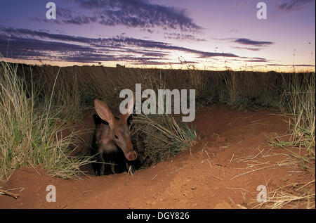 Aardvark (Orycteropus afer), emerging from burrow at dusk, Tussen-die-Riviere Nature Reserve, Free State, South Africa, Africa Stock Photo