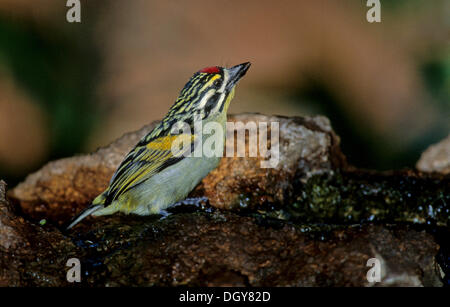 Red-fronted Tinkerbird (Pogoniulus pusillus), Mkuze Game Reserve, South Africa, Africa Stock Photo