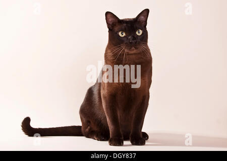 Seated chocolate-coloured Burmese cat Stock Photo